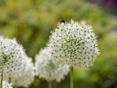 White allium Giganteum blooming. Few balls of blossoming Allium flowers. Beautiful picture with Alliums for the gardening theme. Natural wallpaper