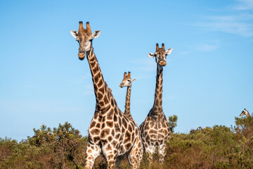 Fototapeta premium Giraffenfamilie in der afrikanischen Savanne
