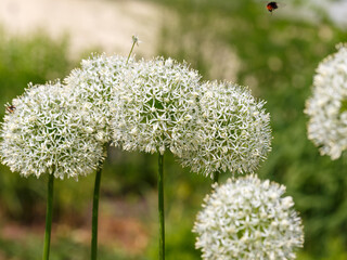 Allium Giganteum blooming. Few balls of blossoming Allium flowers. Beautiful picture with Alliums for the gardening theme