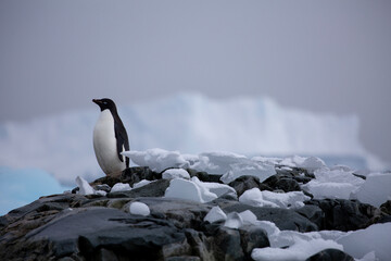An Adelie penguin stands on snow and rocks with a giant iceberg in the background in Antarctica
