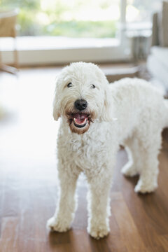 white dog