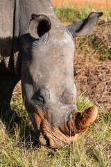 Obraz premium Weißes Nashorn beim Grasen in Südafrika