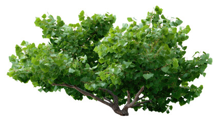 Fototapeta premium Lush Green Bush in Nature: A vibrant green bush thrives, its dense foliage and sturdy branches create a visual symphony of nature's artistry.