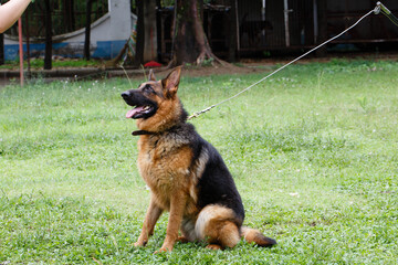 A dog standing on the lawn
