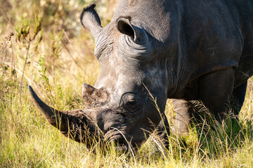 Nashorn beim Grasen in der Wildnis Südafrikas