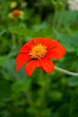 orange flower in the garden
