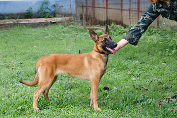 A dog standing on the lawn
