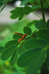 dragonfly on a leaf