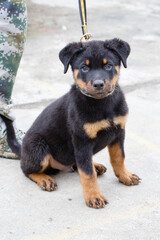 A dog standing on the lawn
