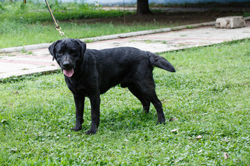 A dog standing on the lawn
