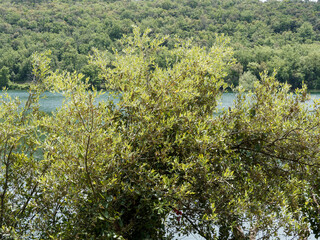 A holly oak (Quercus ilex) Mediterranean tree with rounded crown, spreading branches and slender twigs covered with oval dark green spiny young leaves and hanging yellow catkins