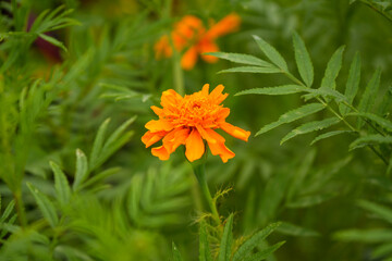 orange flower in the garden