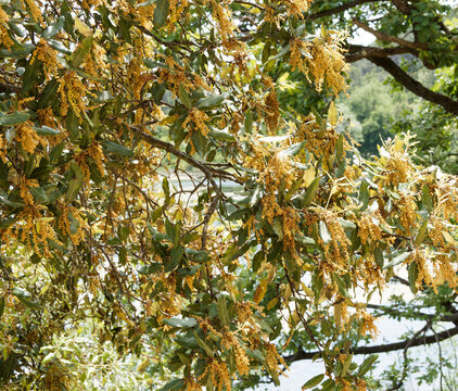 (Quercus ilex) Holly oak with arching brown branches covered with young spiny green leaves and fine slenders adorned with profusion of yellow hanging catkins as spring flowering 