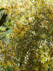 An Evergreen oak (Quercus ilex), majestic tree producing a profusion of shiny concave leathery and hairy leaves, holly-like and clusters of yellow long catkins in spring