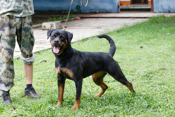 A dog standing on the lawn

