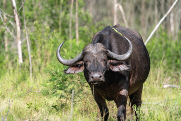 Afrikanischer B&uuml;ffel in der Wildnis