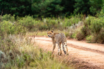 Gepard im Gras der afrikanischen Savanne