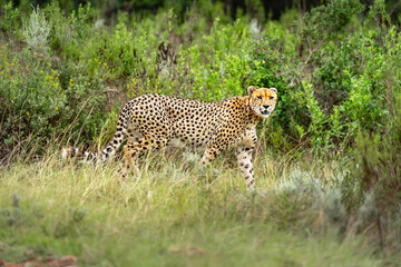Gepard im Gras der afrikanischen Savanne