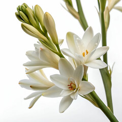 Obraz premium Two white tulips isolated on white background.