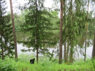 The river is visible behind the trunks of the trees. There's a forest across the river. Picturesque...