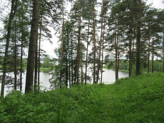 Nature photography. The river is visible behind the trunks of the trees. There's a forest across the river. Picturesque views of the summer landscape. There is a river and a forest behind it
