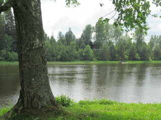 A pine tree in a clearing near the river. Picturesque views of the summer landscape. There is a...