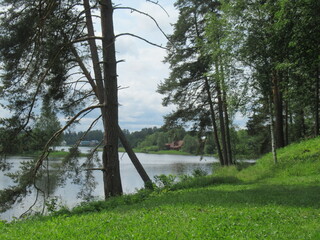 Nature photography. The river is visible behind the trunks of the trees. There's a forest across the river. Picturesque views of the summer landscape. There is a river and a forest behind it