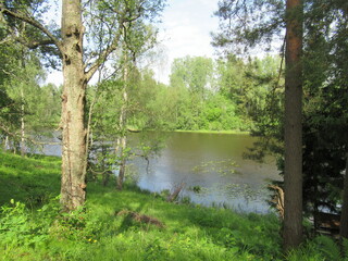 Nature photography. The river is visible behind the trunks of the trees. There's a forest across...