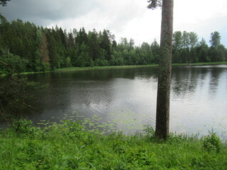 A pine tree in a clearing near the river. Picturesque views of the summer landscape. There is a...