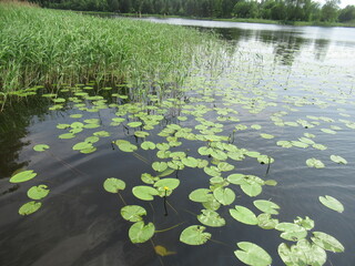 There is a pier on the river bank. Landscape with river and forest. Nature in summer