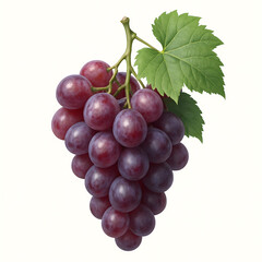 Fototapeta premium Purple Grapes Cluster with Leaves Isolated on White