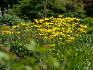 Doronicum , or goat's-foot ( Latin- Doronicum ) is a genus of flowering plants in the Asteraceae family
