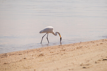 heron feeding on fish on paqueta island in rio de janeiro.