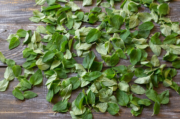 Scattered Oregano Leaves Ready for Drying. Herbal Preparation on Rustic Wooden Surface
