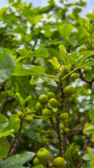 A brunch of figs tree with many fruits and beautiful green leaves. Selective focus.