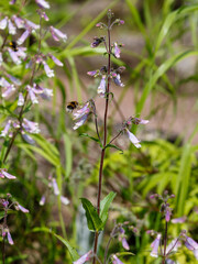 Bumblebee collects pollen and nectar on flowers Penstemon hirsutus