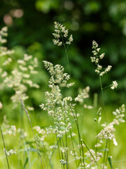 Fototapeta premium Cocksfoot ( Latin- Dactylis glomerata ) is a species of perennial herbaceous plants of the genus Cocksfoot ( Dactylis ) of the family Poaceae