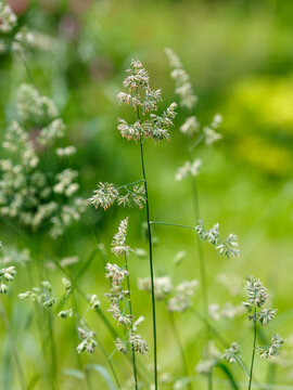 Cocksfoot ( Latin- Dactylis glomerata ) is a species of perennial herbaceous plants of the genus Cocksfoot ( Dactylis ) of the family Poaceae