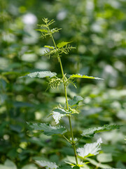 Stinging nettle ( lat. Urtíca dioica) is a perennial herbaceous plant , a species of the genus...