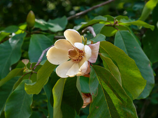Magnolia officinalis (commonly called houpu magnolia or magnolia bark)