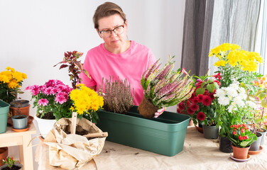 A 50-year-old woman transplanting autumn heather flowers into pots, enhancing her home terrace or...