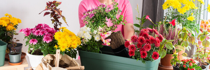 A 50-year-old woman gardening, transplanting colorful chrysanthemums into pots, decorating her balcony for autumn, banner
