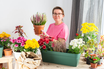 Woman 50 years old transplanting autumn flowers heather and chrysanthemums into pots and holding a...