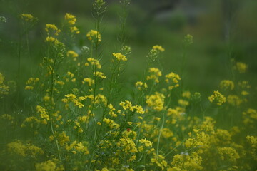 Field of Dandelions 