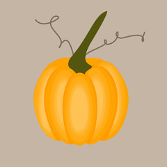 Autumn fruit pumpkin illustration