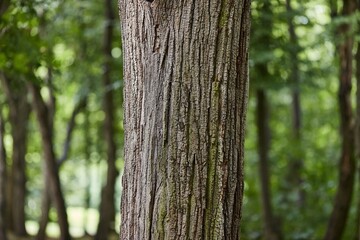 Tree trunk in a forest