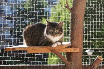 The cat is sitting in a tree on a balcony secured with a net	