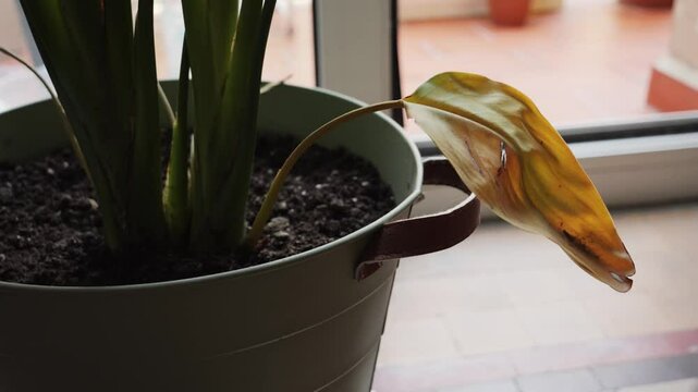Wilted Strelitzia leaves close up. Overwatering, underwatering, or extreme temperatures can all cause the leaves to droop or wilt. High quality 4k footage