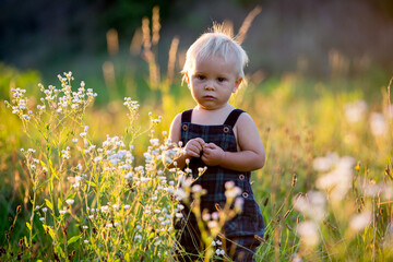 Adorable baby boy, playing in a flower field on sunset