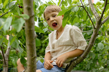 Cute child, boy, climbing cherry tree and eating cherries right from the tree. Children eating...